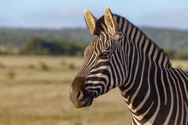 Zebra standing and thinking in the field