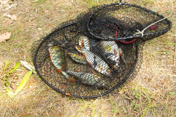 Fischereikonzept. Süßwasserfische im Käfig — Stockfoto