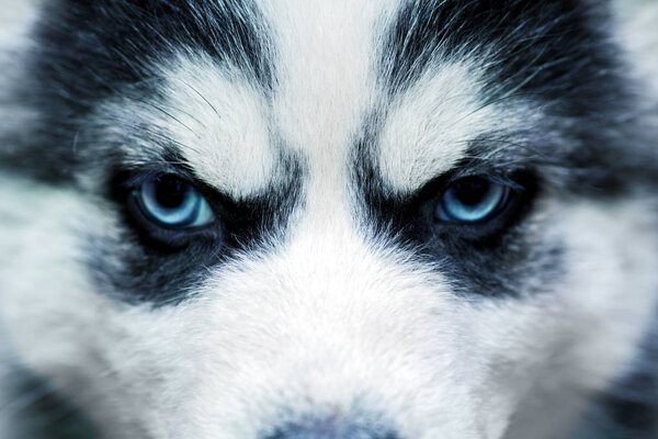 Blue eyes of a dog. Siberian Husky
