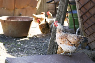 Serbest kalan tavuklar küçük bir çiftlikte avluda dolaşıyorlar.