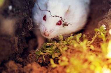 Küçük hamster toprağa kazma