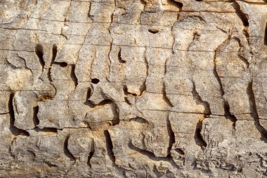 Doğal kabuk arka plan veya doku