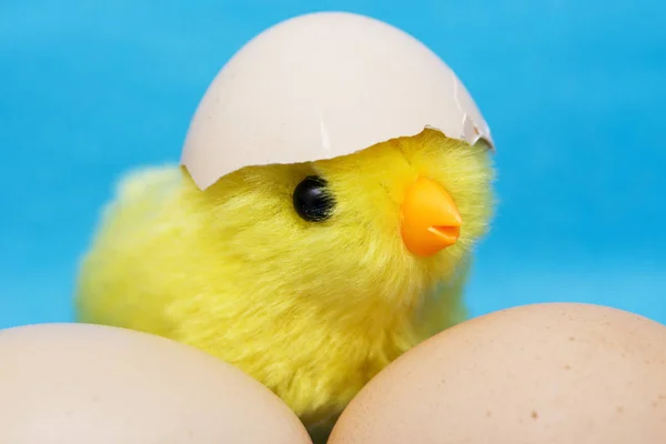 Baby Küken Und Kaputtes Auf Dem Kopf Spielzeugvogel Und Zwei — Stockfoto