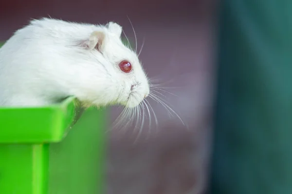 Hamster Ser Buren — Stockfoto