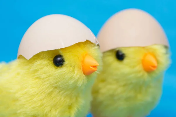 两只小鸡 头上有个破蛋 玩具鸟孵出蛋壳 — 图库照片