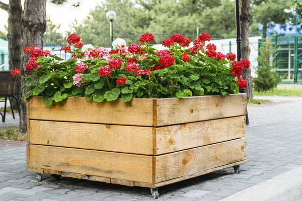 Large wooden pot with Red geranium flower in outdoor