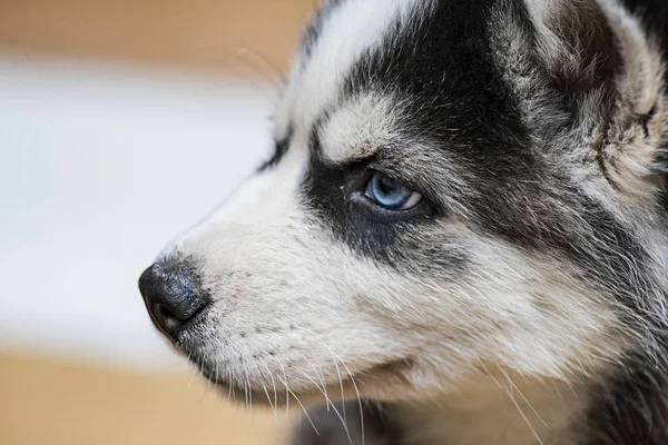 Cachorrinho Husky Siberiano Com Olhos Azuis — Fotografia de Stock