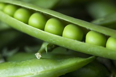 Güzel yakın çekim yeşil taze bezelye ve bezelye. Sağlıklı gıda