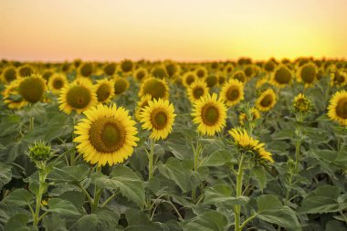 günbatımı üzerinde ayçiçeği tarlası