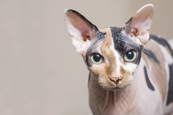 Sphynx Cat Braune Katze — Stockfoto