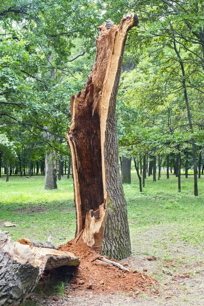 Storm damage. Fallen tree in the park after a storm