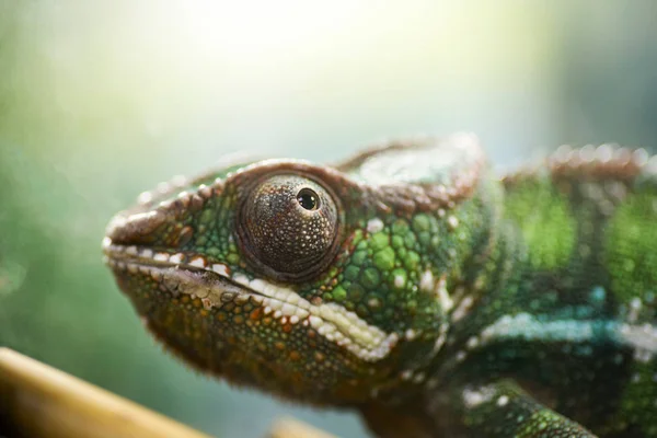 Animals. Young green chameleon. Chameleon looking up, close-up portrait