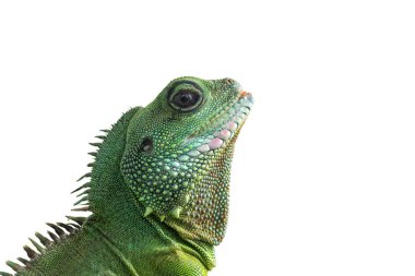 Beyaz arka plan üzerinde izole büyük iguana portresi. Beyaz bir arka plan sakallı ejder kafasına Close-up