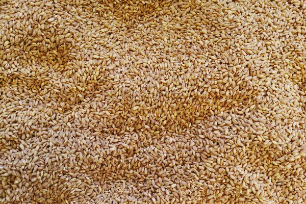 Wheat grains as agricultural background. Grains of wheat in closeup view perfect agriculture texture image. Wheat grains texture