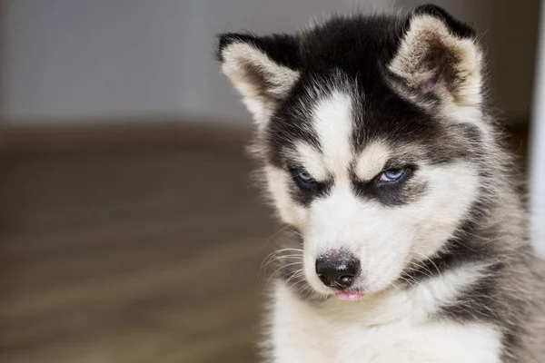 Lindo Perrito Husky Siberiano Cabeza Cachorro Husky Siberiano Ojos Azules —  Fotos de Stock