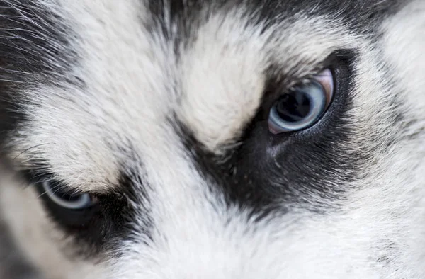 Szary Biały Syberyjski Plewiasty Pies Twarzy Bliska Husky Oczy — Zdjęcie stockowe