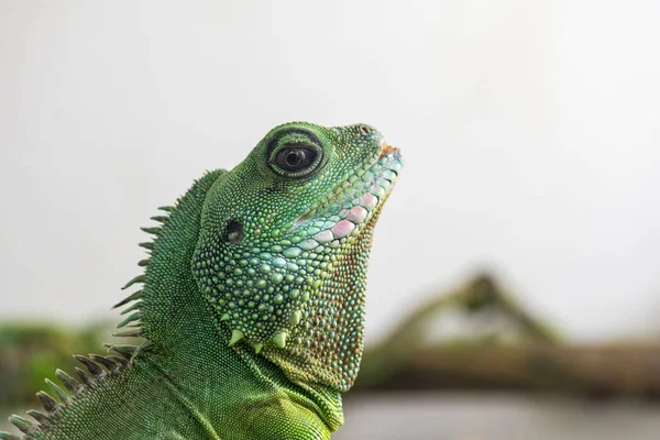 Detalhe Perfil Iguana Verde Vista Perto Cabeça Lagarto Pequeno Animal — Fotografia de Stock