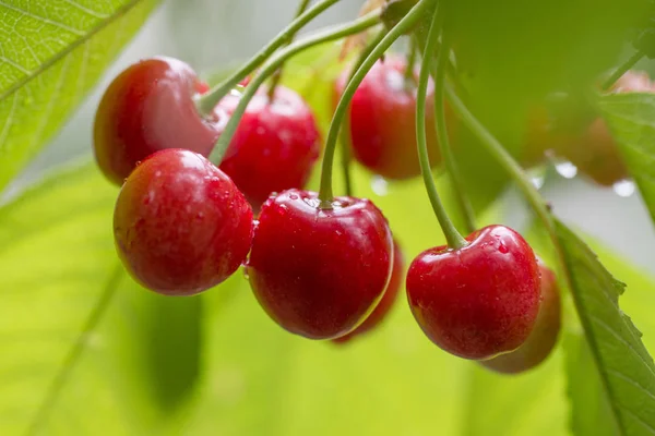 Kersen Opknoping Een Tak Van Kersenboom Sappige Rode Kersen Kersenboom — Stockfoto