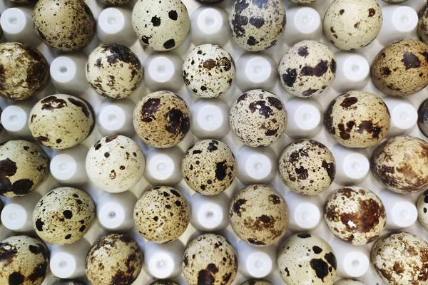 Bıldırcın Yumurta Pazarında Satış Birçok Bıldırcın Yumurtası Içinde Özel Bir — Stok fotoğraf