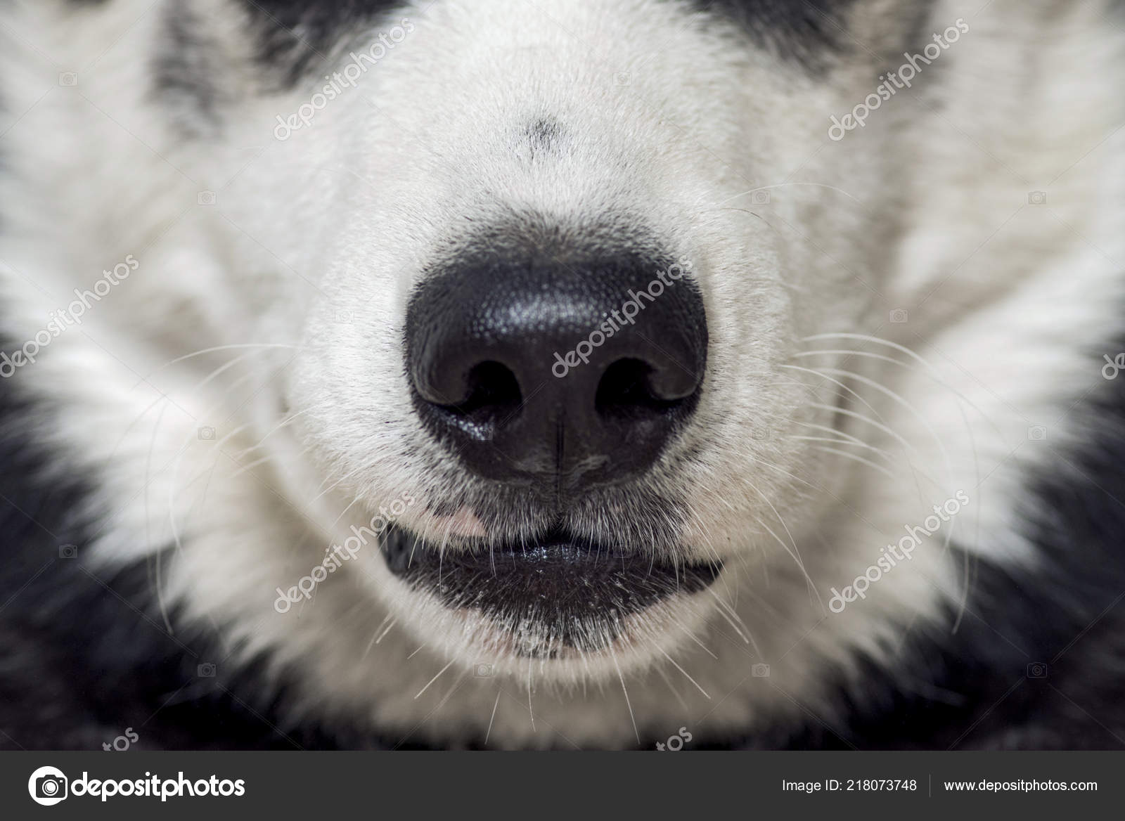 husky nose