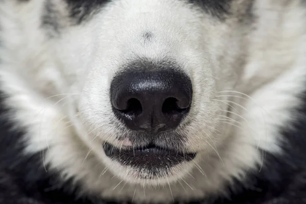 Zbliżenie Nosa Psa Bliska Strzał Nos Psa Nos Psa Piękny — Zdjęcie stockowe