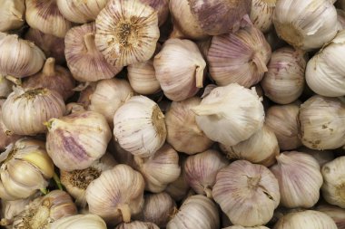 Sarımsak kazık doku. Pazar tablo closeup fotoğraf üstünde taze sarımsak. Vitamini sağlıklı gıda baharat görüntü. Baharatlı yemek madde resim. Beyaz sarımsak başları yığını. Beyaz sarımsak baş yığın üstten görünüm
