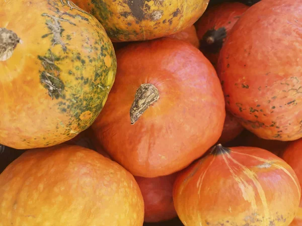 Collection Citrouilles Colorées Sur Marché Automne Fond Citrouille Citrouilles Dans — Photo