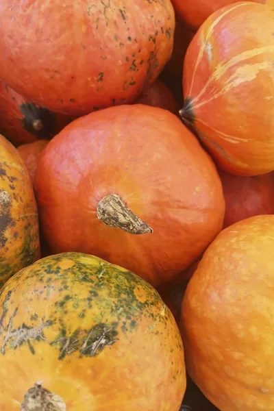 Collection Citrouilles Colorées Sur Marché Automne Fond Citrouille Citrouilles Dans — Photo