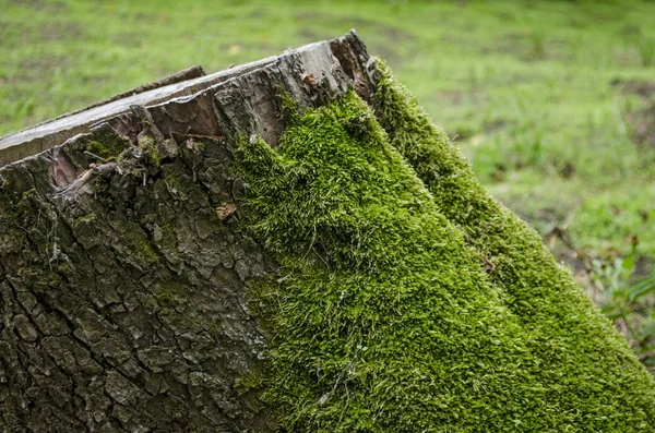 Musgo Verde Sobre Tronco Bosque Profundo Tocón Con Musgo Bosque — Foto de Stock