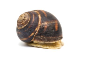 Beyaz izole salyangoz. Beyaz arka plan üzerinde Bahçe salyangoz. Beyaz bir arka plan üzerinde izole salyangoz