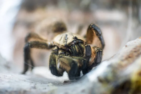 Funil Teia Tecelão Aranha Grama Para Fora Sua Teia Funil — Fotografia de Stock