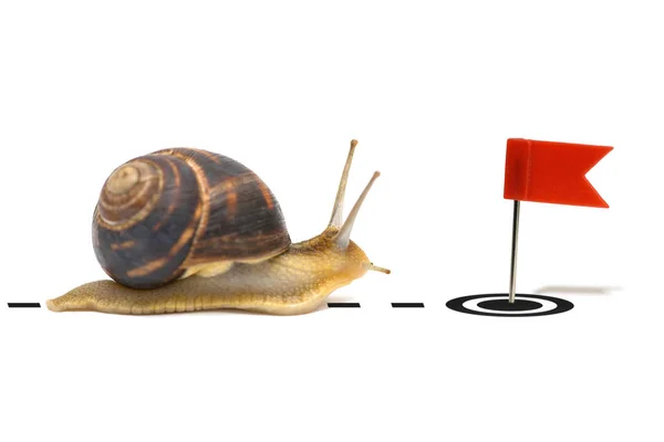 蜗牛以红旗的形式跑向球门 实现目标的概念 — 图库照片