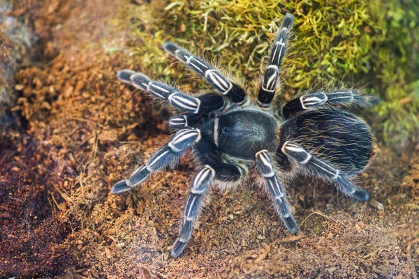 Spinnen Natürlicher Waldumgebung Spinnenoberseite — Stockfoto