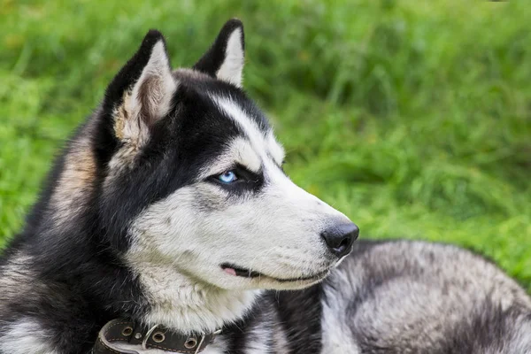 시베리아 사람은 잔디에 잔디에 허스키 강아지 — 스톡 사진