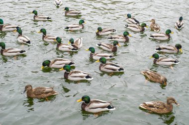 Many wild ducks swim in the winter lake. A flock of ducks in the water. A crowd of ducks floating on the wate