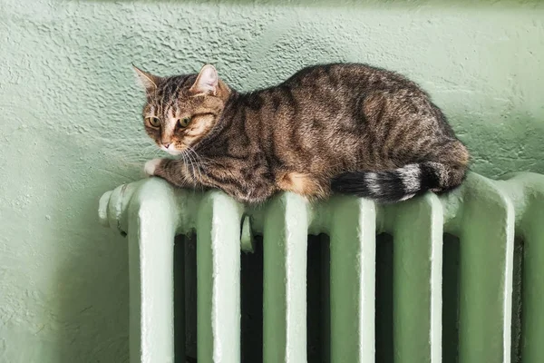 Kalter Winter Probleme Mit Der Heizung Katzenheizung Auf Dem Akku — Stockfoto