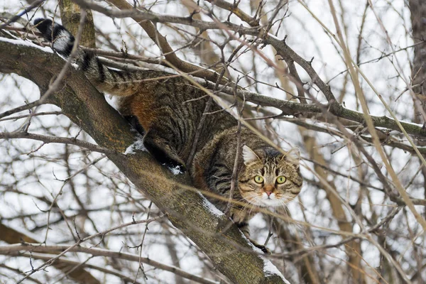 Cat on a tree. Cat on snow tree. Cat climbing tree