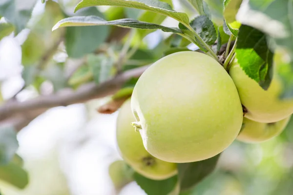 Manzanas Verdes Maduras Una Rama Lista Para Ser Cosechada Manzanas —  Fotos de Stock