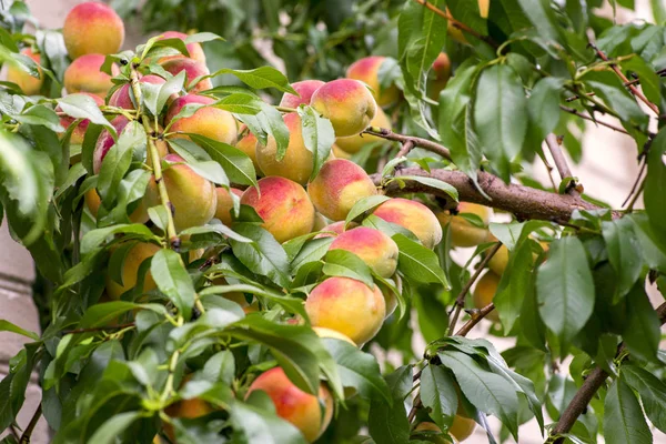 Fresh peach tree. Peaches ripe for picking in a peach orchard. Ripe sweet peach fruits growing on a peach tree branch