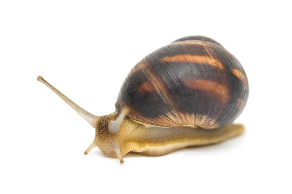 Snail Isolated White Garden Snail Escapes White Background Crawling Snail — Stock Photo, Image