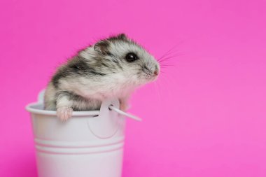 Kopya alanı ile pembe arka planda beyaz dekoratif kova küçük hamster. Kova gri Suriyeli hamster. Bebek hayvan teması