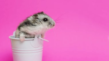 Kopya alanı ile pembe arka planda beyaz dekoratif kova küçük hamster. Kova gri Suriyeli hamster. Bebek hayvan teması