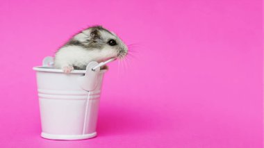 Kopya alanı ile pembe arka planda beyaz dekoratif kova küçük hamster. Kova gri Suriyeli hamster. Bebek hayvan teması