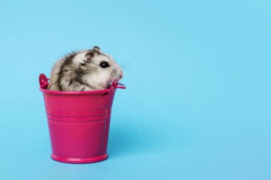 Kopya alanı ile mavi arka planda kova küçük hamster. Kova gri Suriyeli hamster. Bebek hayvan teması