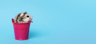 Kopya alanı ile mavi arka planda kova küçük hamster. Kova gri Suriyeli hamster. Bebek hayvan teması