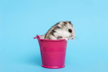 Kopya alanı ile mavi arka planda kova küçük hamster. Kova gri Suriyeli hamster. Bebek hayvan teması