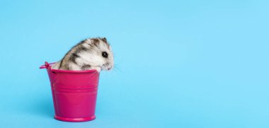 Kopya alanı ile mavi arka planda kova küçük hamster. Kova gri Suriyeli hamster. Bebek hayvan teması
