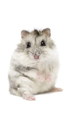 Sevimli komik Suriye hamster beyaz izole. Suriye hamster beyaz arka plan izole