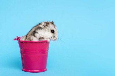 Kopya alanı ile mavi arka planda kova küçük hamster. Kova gri Suriyeli hamster. Bebek hayvan teması