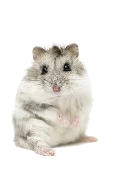 Bonito hamster sírio engraçado isolado em branco. hamster sírio isolado sobre fundo branco — Fotografia de Stock